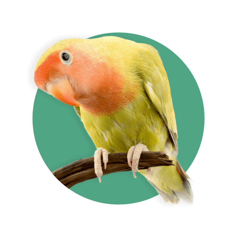 Passionate Paws Pet Education Centre