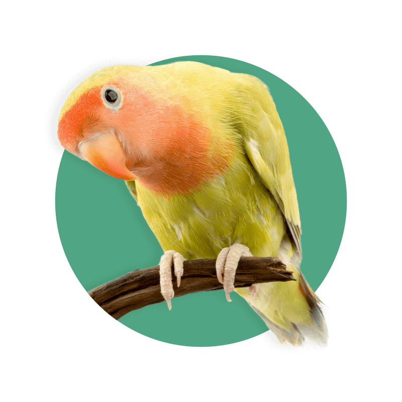 Passionate Paws Pet Education Centre