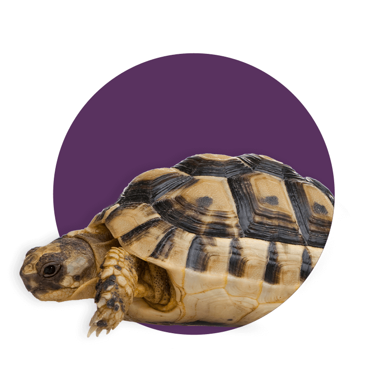 Isolated turtle moving out of purple circle