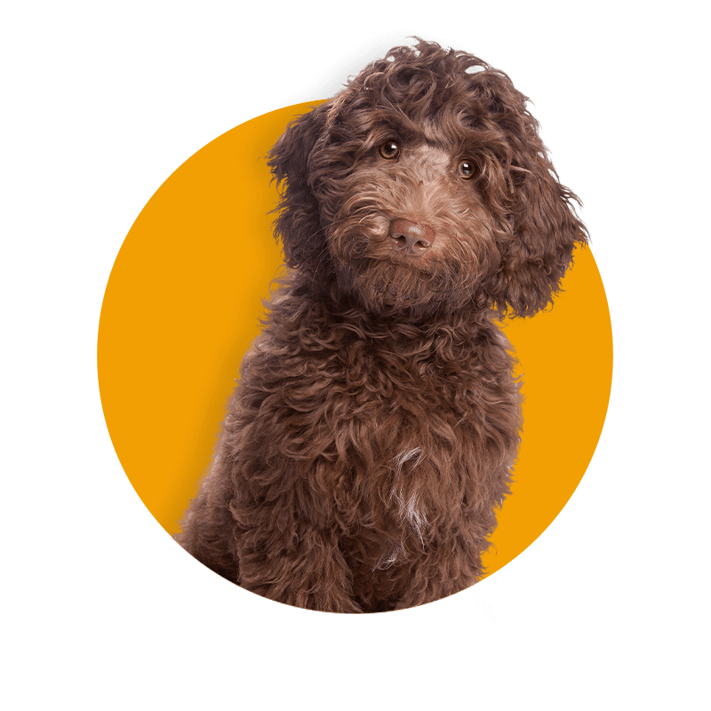 Passionate Paws Puppy Preschool