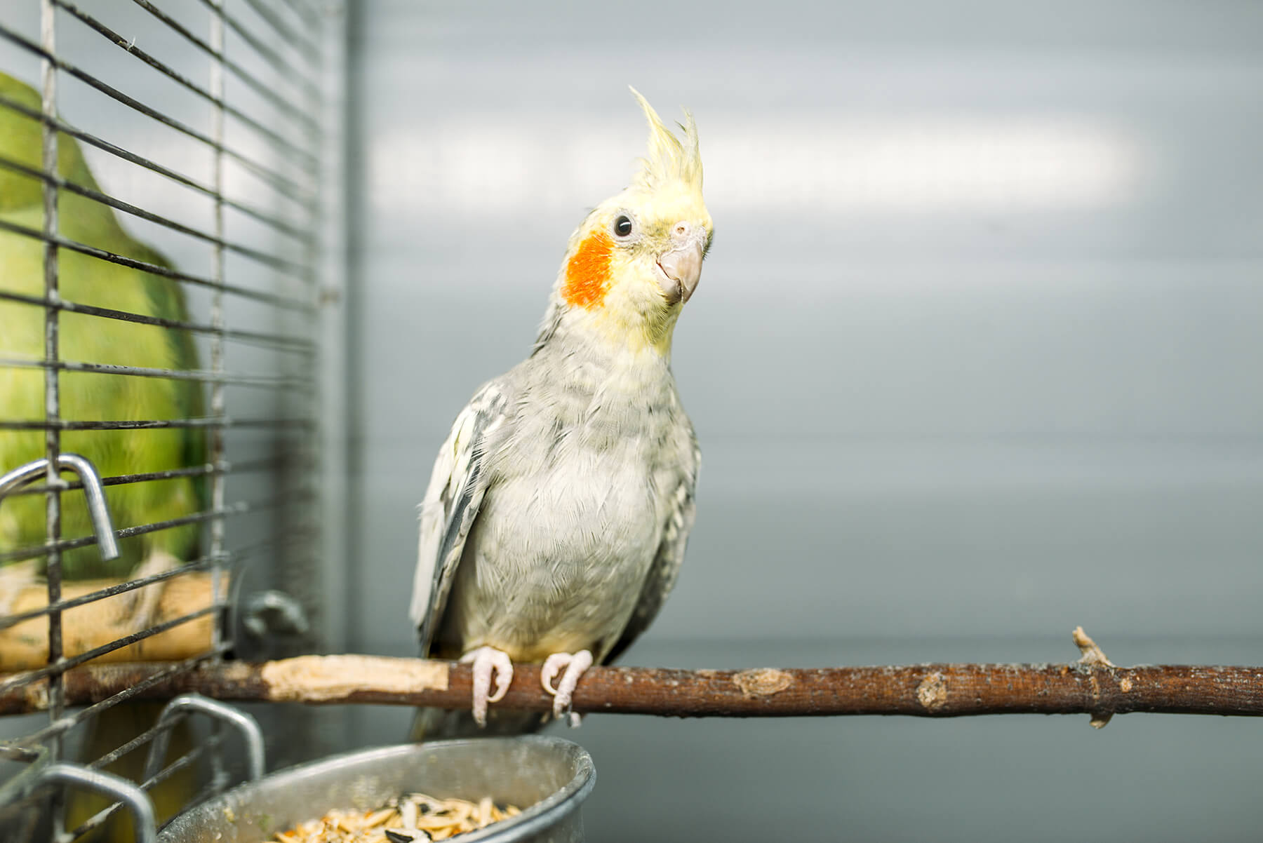 Parrot sitting on a stick in cage